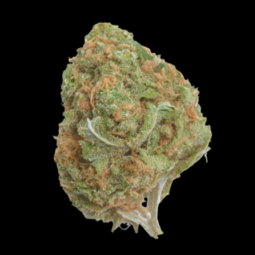 Banana Glue cannabis plants in bloom, grown from Feminised seeds – ideal for home cultivation from Growers Choice