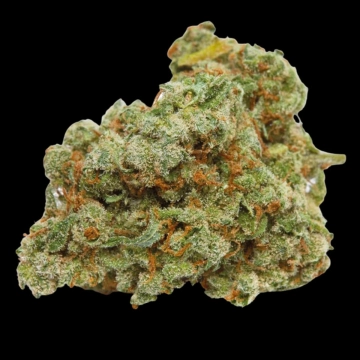 Banana Sherbet cannabis plants in bloom, grown from Feminized seeds – ideal for home cultivation from Growers Choice