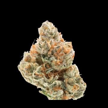 Chocolate Sherbet cannabis plants in bloom, grown from Feminised seeds – ideal for home cultivation from Growers Choice