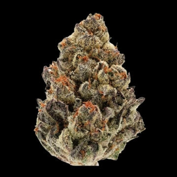 Bruce Banner Auto cannabis plants in bloom, grown from Automatic seeds – ideal for home cultivation from Growers Choice