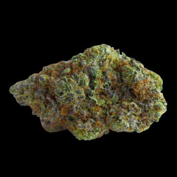 Blue Forestberry cannabis plants in bloom, grown from Automatic seeds – ideal for home cultivation from Growers Choice