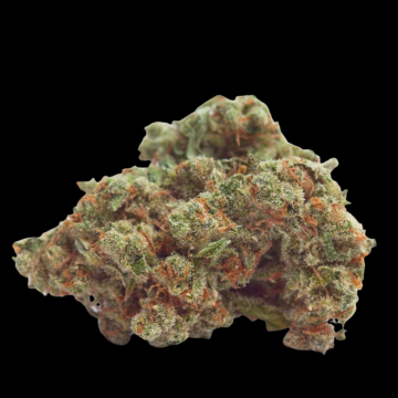Gorilla Cookies cannabis plants in bloom, grown from Feminised seeds – ideal for home cultivation from Growers Choice