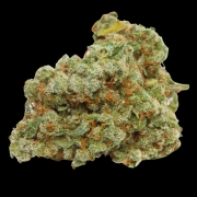 Double xl Banana Sherbet Auto cannabis plants in bloom, grown from Automatic seeds – ideal for home cultivation from Growers Choice