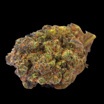 Wifi Punch cannabis plants in bloom, grown from Feminised seeds – ideal for home cultivation from Growers Choice