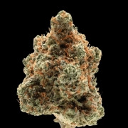 Monkey Glue cannabis plants in bloom, grown from Automatic seeds – ideal for home cultivation from Growers Choice