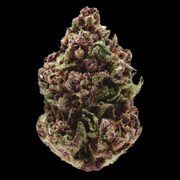 Pink Magic Fast Version cannabis plants in bloom, grown from Feminised seeds – ideal for home cultivation from Growers Choice