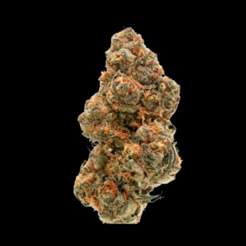 Weddingcake x Frosty Gelato cannabis plants in bloom, grown from Feminized seeds – ideal for home cultivation from Growers Choice