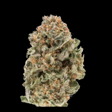 Mighty Amstel Freezeland (MAF) cannabis plants in bloom, grown from Feminised seeds – ideal for home cultivation from Growers Choice