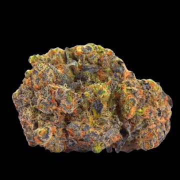 San Fernando Valley x The Purps cannabis plants in bloom, grown from Feminised seeds – ideal for home cultivation from Growers Choice