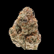 Silvergrape Sherbet cannabis plants in bloom, grown from Feminized seeds – ideal for home cultivation from Growers Choice