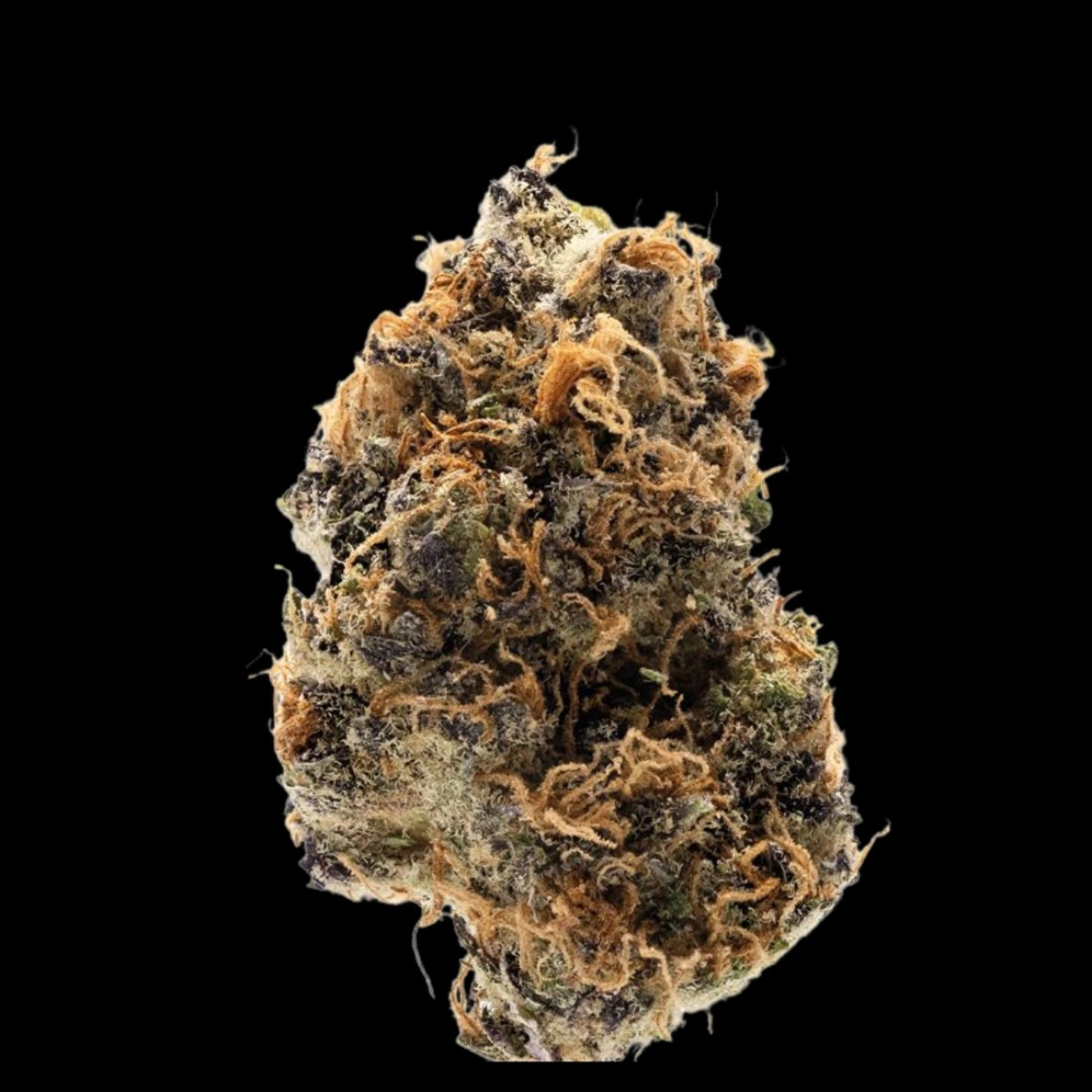 Watermelon Punch – Growers Choice – Autoflowering