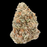 Double xl Watermelon Weddingcake Auto cannabis plants in bloom, grown from Automatic seeds – ideal for home cultivation from Growers Choice