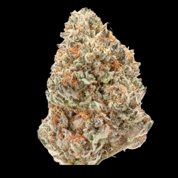 Double xl Watermelon Weddingcake Auto cannabis plants in bloom, grown from Automatic seeds – ideal for home cultivation from Growers Choice