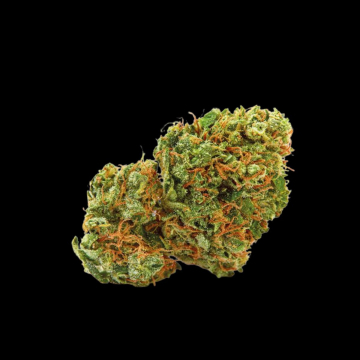 Grapefruit x Bubblegum cannabis plants in bloom, grown from Automatic seeds – ideal for home cultivation from Growers Choice