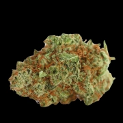 Monsterbud cannabis plants in bloom, grown from Automatic seeds – ideal for home cultivation from Growers Choice