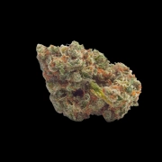 Tropicana Weddingcake cannabis plants in bloom, grown from Automatic seeds – ideal for home cultivation from Growers Choice