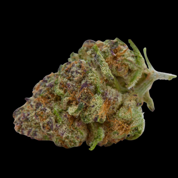 Purple Sunset cannabis plants in bloom, grown from Automatic seeds – ideal for home cultivation from Growers Choice