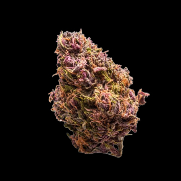 Red Jack cannabis plants in bloom, grown from Automatic seeds – ideal for home cultivation from Growers Choice