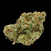 The Real Amnesia cannabis plants in bloom, grown from Automatic seeds – ideal for home cultivation from Growers Choice