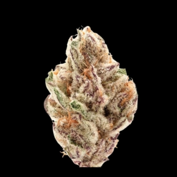 Sour Zkittlez cannabis plants in bloom, grown from Automatic seeds – ideal for home cultivation from Growers Choice