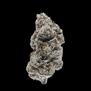 Tangerine Sherbet cannabis plants in bloom, grown from Feminized seeds – ideal for home cultivation from Growers Choice