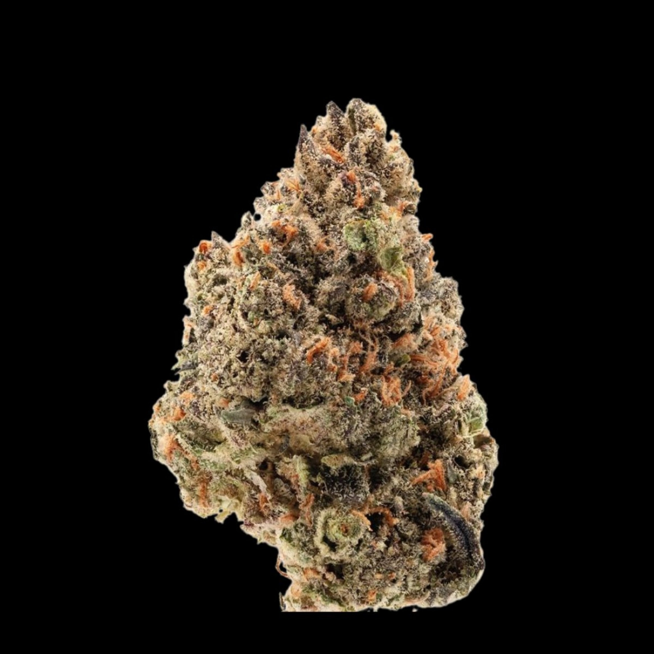 Tangie Punch – Growers Choice – Feminized