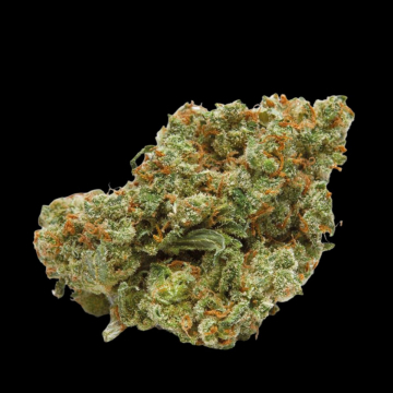 The Real Amnesia cannabis plants in bloom, grown from Feminised seeds – ideal for home cultivation from Growers Choice