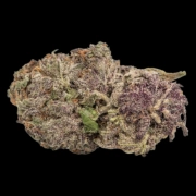 Ultra Violet GMO cannabis plants in bloom, grown from Feminized seeds – ideal for home cultivation from Growers Choice