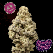 Mac ‘N’ Cheese cannabis plants in bloom, grown from Feminised seeds – ideal for home cultivation from Growers Choice