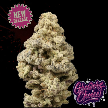 Mac ‘N’ Cheese cannabis plants in bloom, grown from Feminised seeds – ideal for home cultivation from Growers Choice