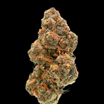 Double XL Weddingcake x Frosty Gelato cannabis plants in bloom, grown from Feminised seeds – ideal for home cultivation from Growers Choice