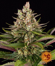Sour Strawberry cannabis plants in bloom, grown from Feminised seeds – ideal for home cultivation from Barneys Farm