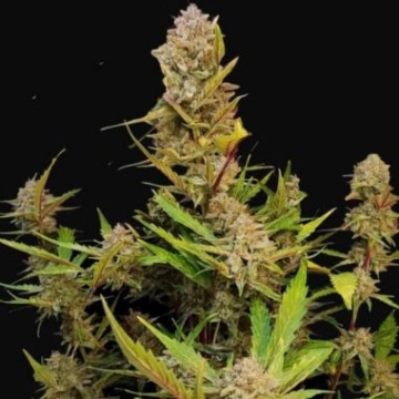 Apricot Autoflowering  cannabis plants in bloom, grown from Automatic seeds – ideal for home cultivation from FastBuds Seeds