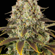 Ice Cream Cake cannabis plants in bloom, grown from Feminised seeds – ideal for home cultivation from Barneys Farm