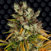 Barneys Farm GMO cannabis plants in bloom, grown from Feminised seeds – ideal for home cultivation from Barneys Farm