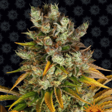 Barneys Farm GMO Feminized