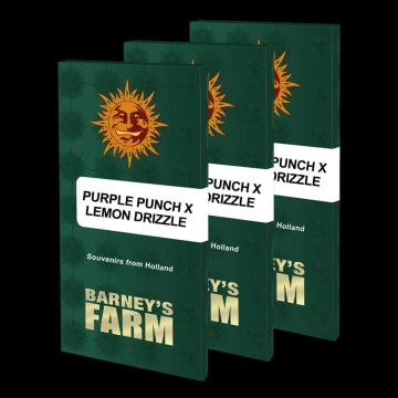 PURPLE PUNCH X LEMON DRIZZLE cannabis plants in bloom, grown from Feminized seeds – ideal for home cultivation from Barneys Farm