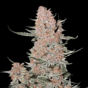 Ztrawberriez Auto cannabis plants in bloom, grown from Automatic seeds – ideal for home cultivation from FastBuds Seeds