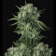 Moby Dick Auto cannabis plants in bloom, grown from Automatic seeds – ideal for home cultivation from FastBuds Seeds