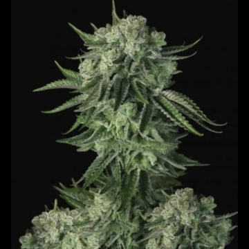 Moby Dick Auto cannabis plants in bloom, grown from Automatic seeds – ideal for home cultivation from FastBuds Seeds