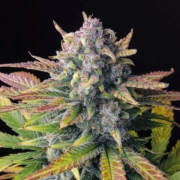 Tropicana Cookies Auto cannabis plants in bloom, grown from Automatic seeds – ideal for home cultivation from FastBuds Seeds