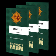 Biscotti Strain cannabis plants in bloom, grown from Feminised seeds – ideal for home cultivation from Barneys Farm