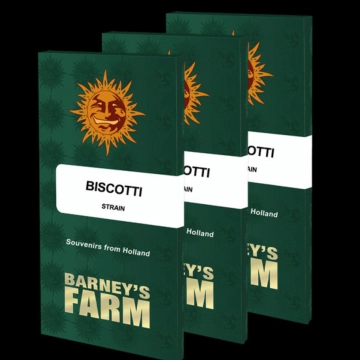 Biscotti Strain cannabis plants in bloom, grown from Feminized seeds – ideal for home cultivation from Barneys Farm
