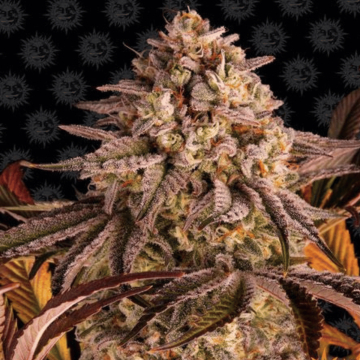 Blue Sunset Sherbert cannabis plants in bloom, grown from Feminised seeds – ideal for home cultivation from Barneys Farm