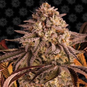 Blue Sunset Sherbert cannabis plants in bloom, grown from Feminized seeds – ideal for home cultivation from Barneys Farm