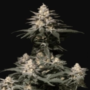 Purple Lemonade Fast Flowering cannabis plants in bloom, grown from Feminized seeds – ideal for home cultivation from FastBuds Seeds