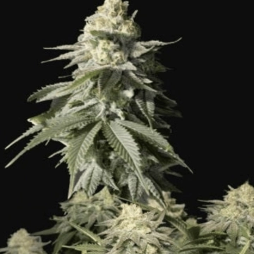 Orange Sherbet Fast flowering cannabis plants in bloom, grown from Feminized seeds – ideal for home cultivation from FastBuds Seeds