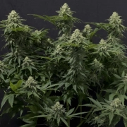 Wedding Cheesecake Fast Flowering cannabis plants in bloom, grown from Feminized seeds – ideal for home cultivation from FastBuds Seeds