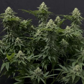 Wedding Cheesecake Fast Flowering cannabis plants in bloom, grown from Feminised seeds – ideal for home cultivation from FastBuds Seeds