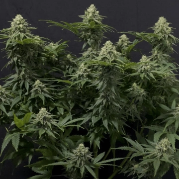 Wedding Cheesecake Fast Flowering cannabis plants in bloom, grown from Feminized seeds – ideal for home cultivation from FastBuds Seeds